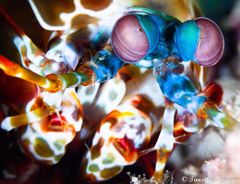 Mantis Shrimp by Timothy Nguyen 