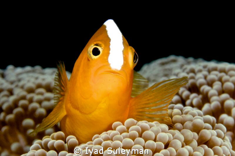 Eastern Skunk Anemonefish
"Golden fish" :)
Canon 60D, 1... by Iyad Suleyman 