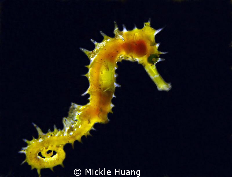 Seahorse
Photo with help of dive buddy to torch the back... by Mickle Huang 