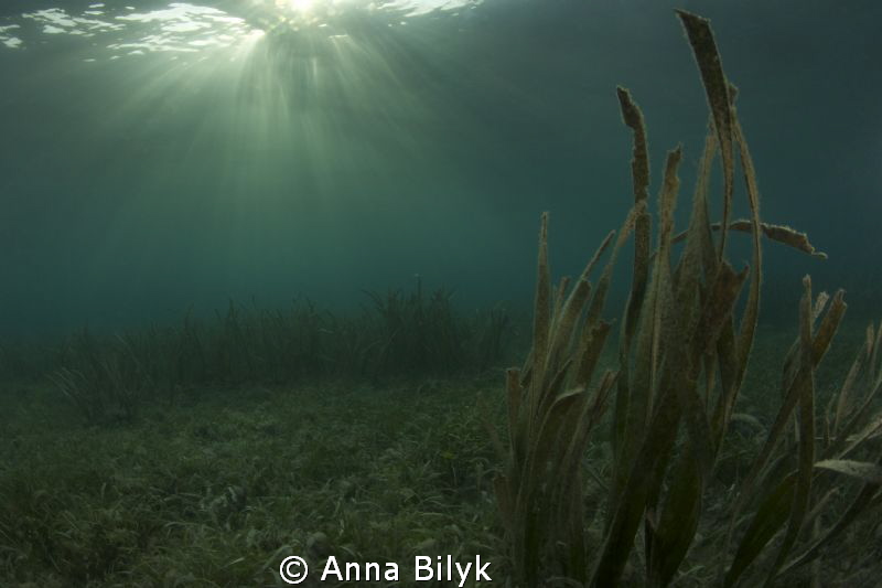 The beauty of seascape in sunlight by Anna Bilyk 