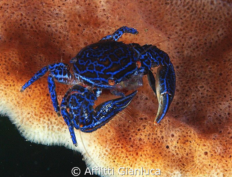 blue crab by Afflitti Gianluca 