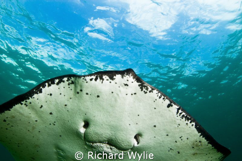 "Smooth Ray Smile". Was free diving with this beautiful c... by Richard Wylie 
