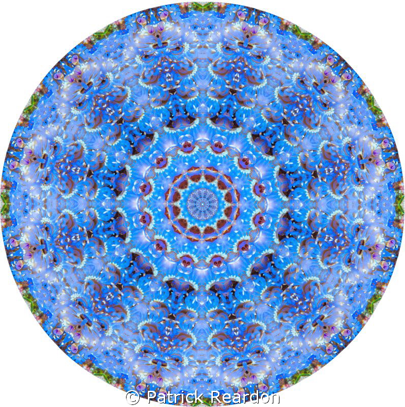 Kaleidoscopic image created from a shot of a blue dragon ... by Patrick Reardon 