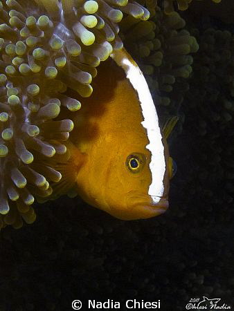 Surprese ?
I love this photo, this beautiful clown fish ... by Nadia Chiesi 
