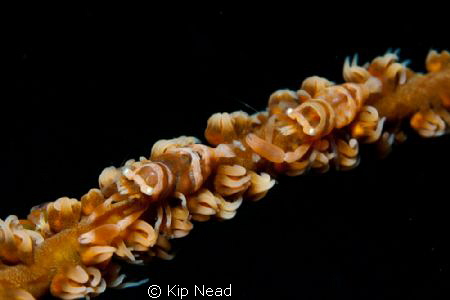 "In the Queue" It took three trips to this whip coral at ... by Kip Nead 