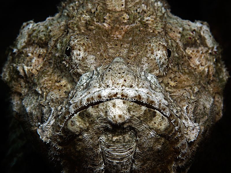 "Angry Fish Face" by Henry Jager 