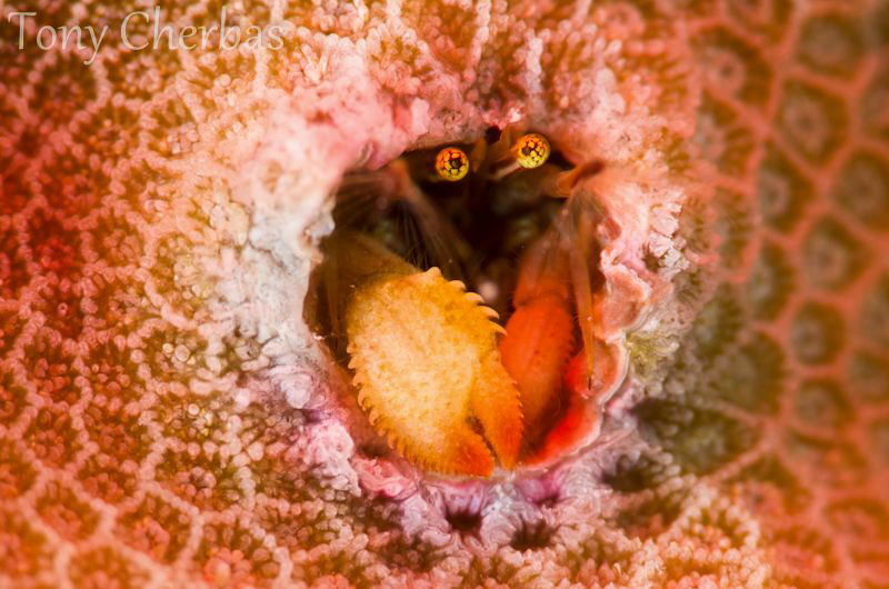 Coral Crab with a red light effect from my focus light. by Tony Cherbas 