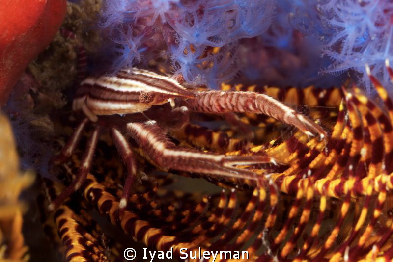 Crinoid squat lobster
Canon 60D by Iyad Suleyman 