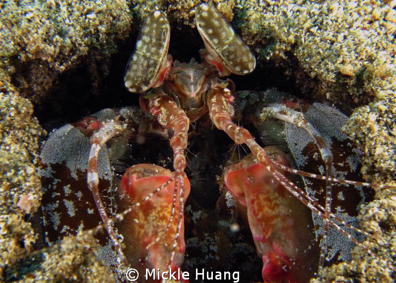 Mantis shrimp
Aniloa, the Philippines by Mickle Huang 