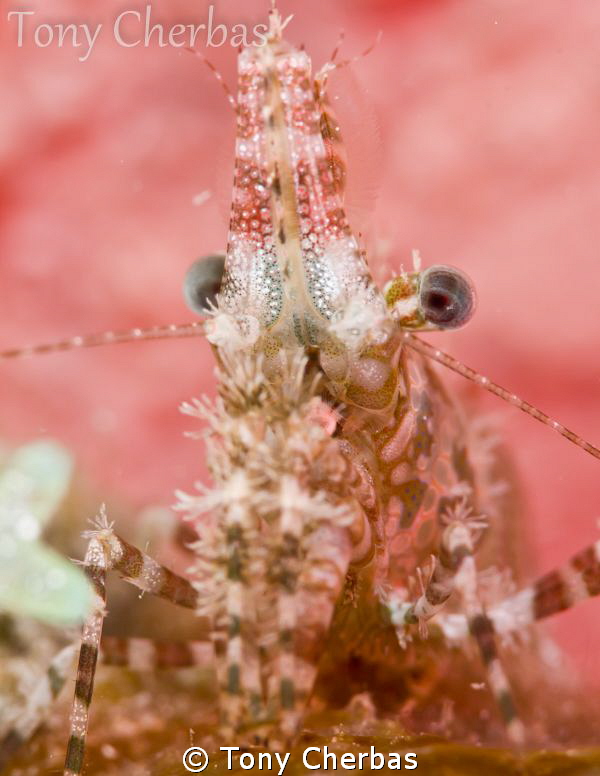 Marbled Shrimp Profile by Tony Cherbas 
