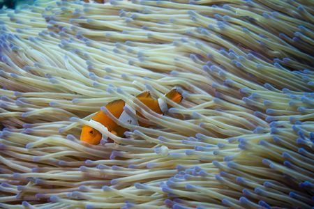 False anemon fish - Kapalai - Borneo by Luca Bertoglio 
