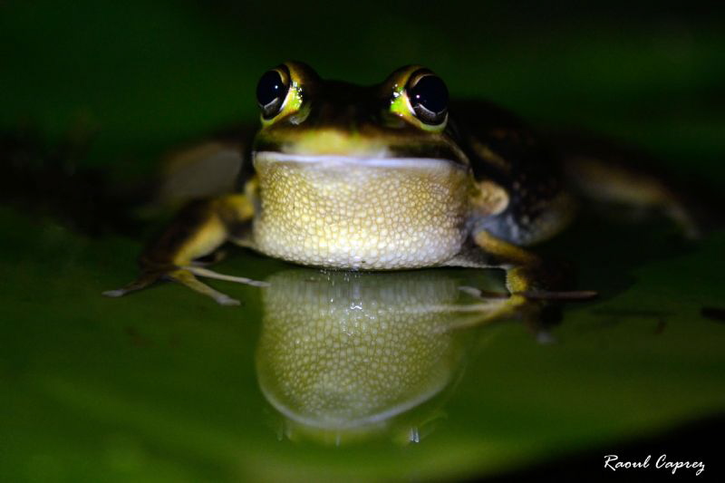Frog waiting to be taken in picture :-) by Raoul Caprez 
