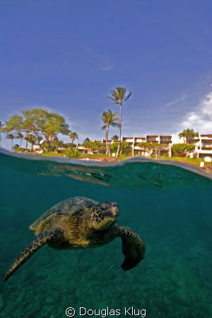 Close to civilization. Green Sea Turtles on the reef at H... by Douglas Klug 