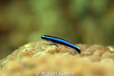 Neon Goby on Great Star Coral on the Ledge of Turtles off... by Michael Kovach 