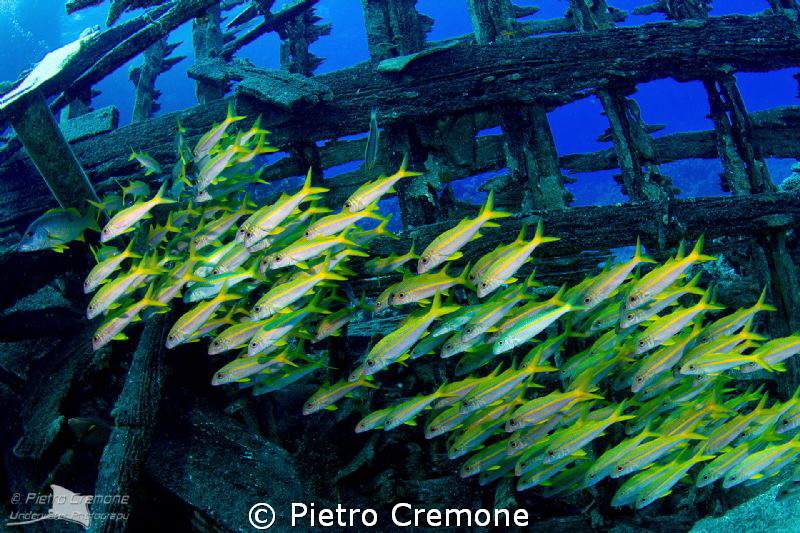 School of mullets inside a wreck by Pietro Cremone 