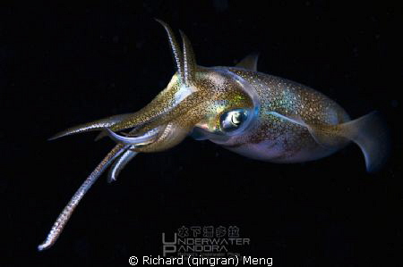 Shiny Squid by Richard (qingran) Meng 