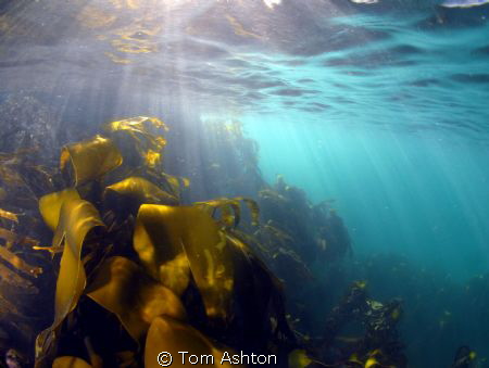 Sun rays on a cold February day. 
First snorkelling trip... by Tom Ashton 
