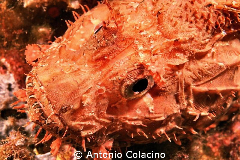 A scorpion fish Scorpaena scrofa by Antonio Colacino 