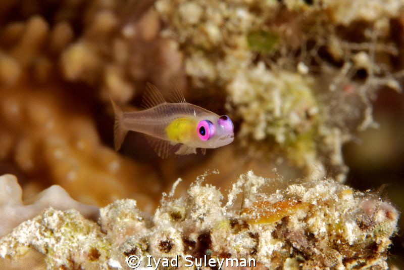Purple-eyed Goby
100mm +10 SubSee by Iyad Suleyman 