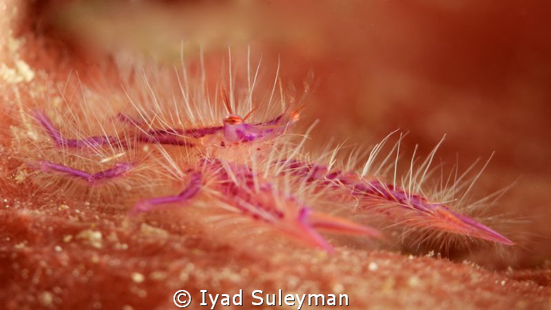 Hairy squat lobster
100mm + 10 SubSee by Iyad Suleyman 