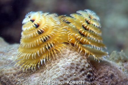Christmas Tree Worms on coral at the Ledge of Turtles off... by Michael Kovach 