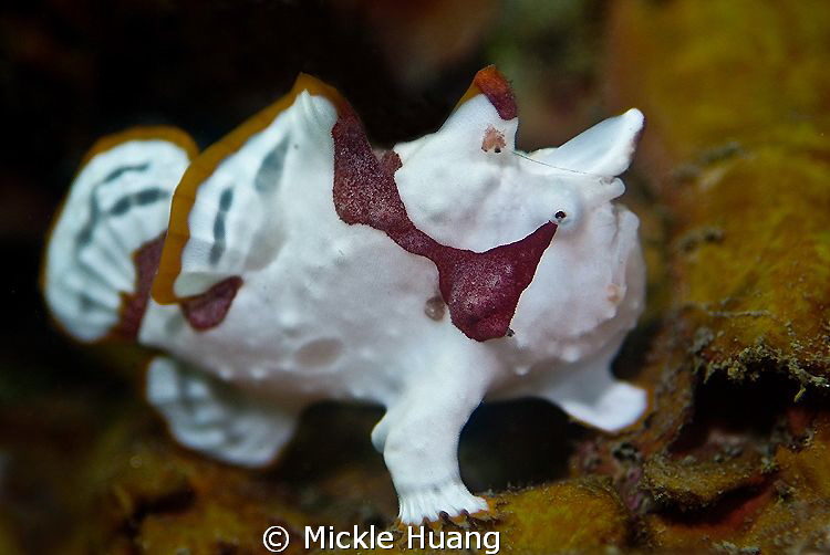 Practice fishing
Juvenile Frogfish
Northeast Coast Taiwan by Mickle Huang 