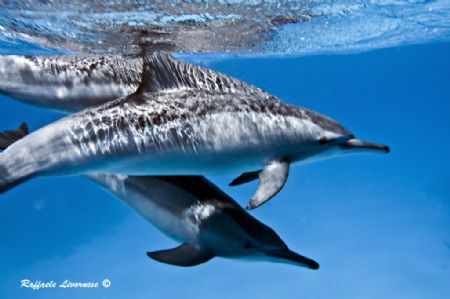 Dolphins swimming by Raffaele Livornese 
