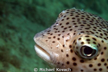 Spotted Burrfish on the Ledge of Turtles off the beach in... by Michael Kovach 