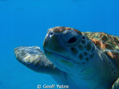 Green turtle by Geoff Yates 