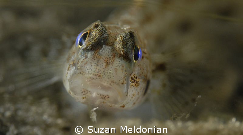 Really tiny Goby juvenile, taken with 10x subsee. by Suzan Meldonian 