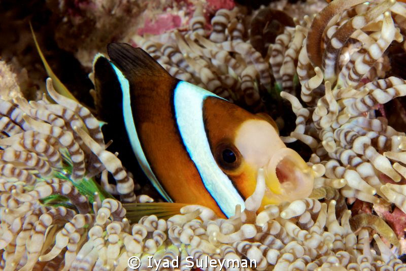 Say AHHH!
Anemonefish taken with Canon 60D, 100 mm macro... by Iyad Suleyman 