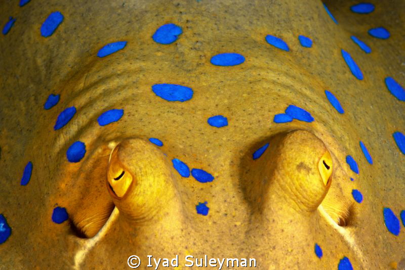 Eyes of bluespotted stingray
(No crop) by Iyad Suleyman 