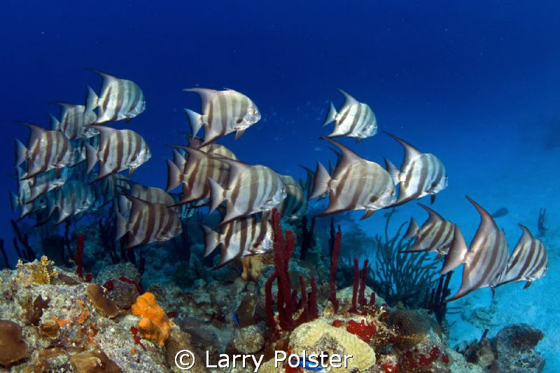 Schooling spade fish in St. Croix by Larry Polster 