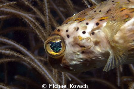 Balloonfish on the Ledge of Turtles off the beach in Fort... by Michael Kovach 