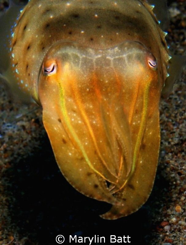 Small Cuttlefish displaying yellow coloration at this time by Marylin Batt 