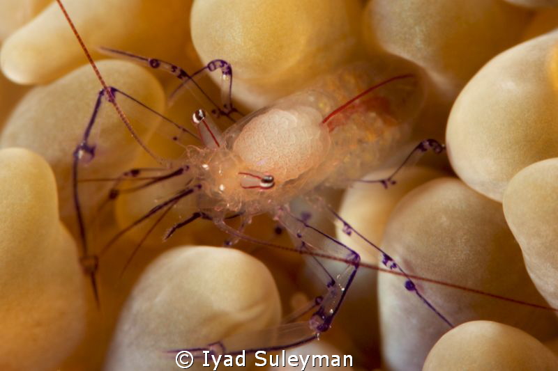 Bubble coral shrimp
Canon 60D, 100mm macro lens, +10 SubSee by Iyad Suleyman 