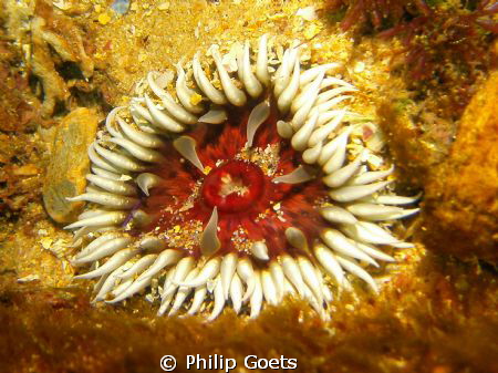 Anemone taken at Harbour Wall, Mossel Bay, South Africa by Philip Goets 
