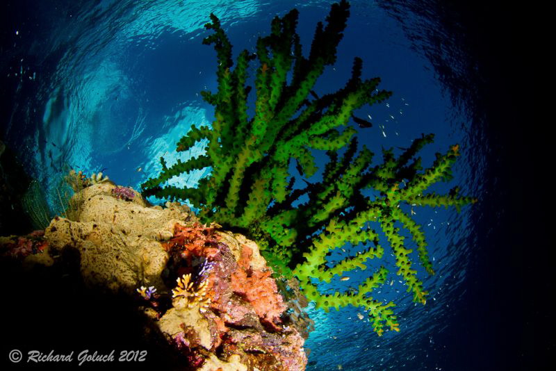 The reef thru Snell's window-Weda Bay ,Halmahera by Richard Goluch 