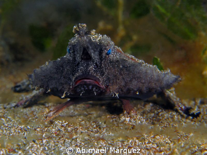 Batfish by Abimael Márquez 