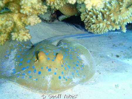 Blue spotted ribbon-tail ray by Geoff Yates 