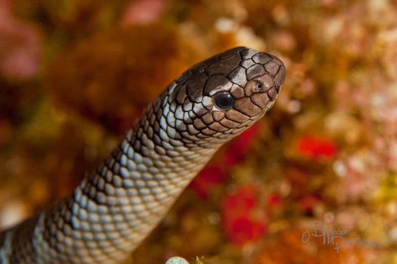 Banded sea snake on the hunt by Bill Mcgee 