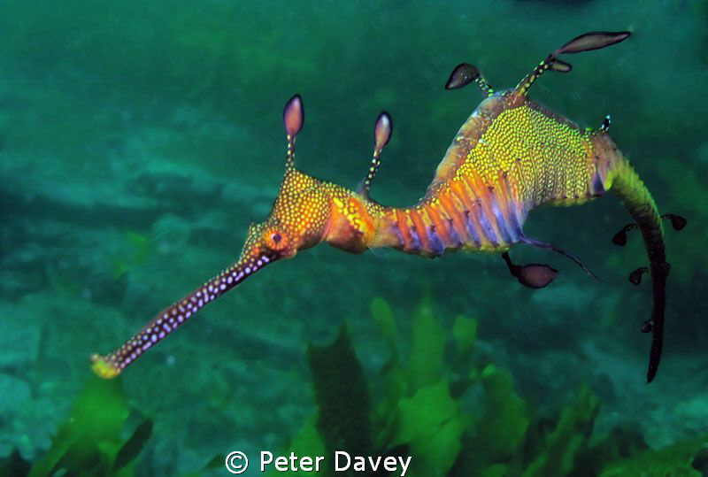 Weedy Sea Dragon by Peter Davey 