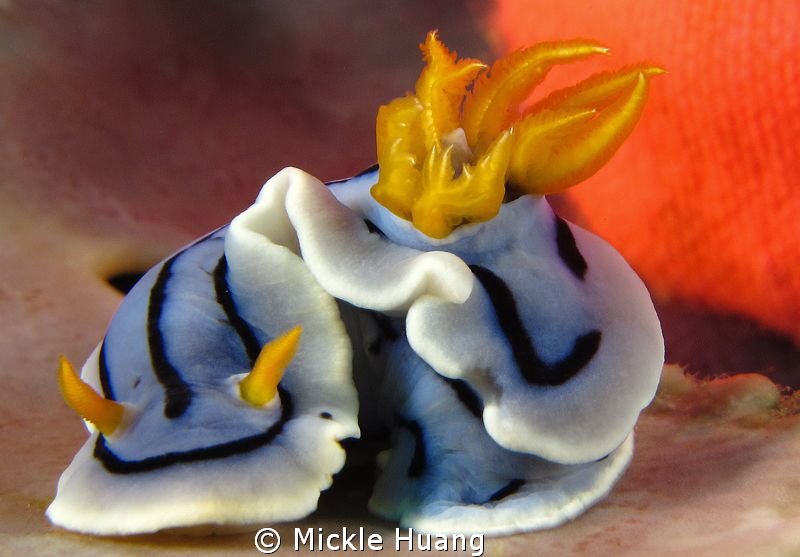 Still life
Elisabeth's Chromodoris
Aniloa, the Philippines by Mickle Huang 