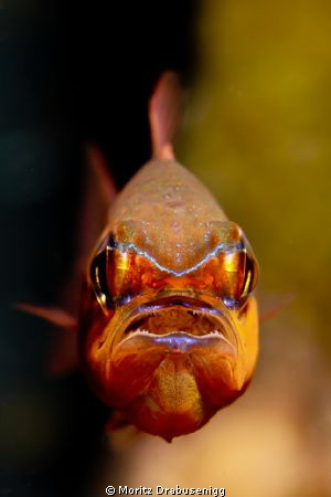 Cardinal fish with eggs! 

Hello UPC community!

Cano... by Moritz Drabusenigg 