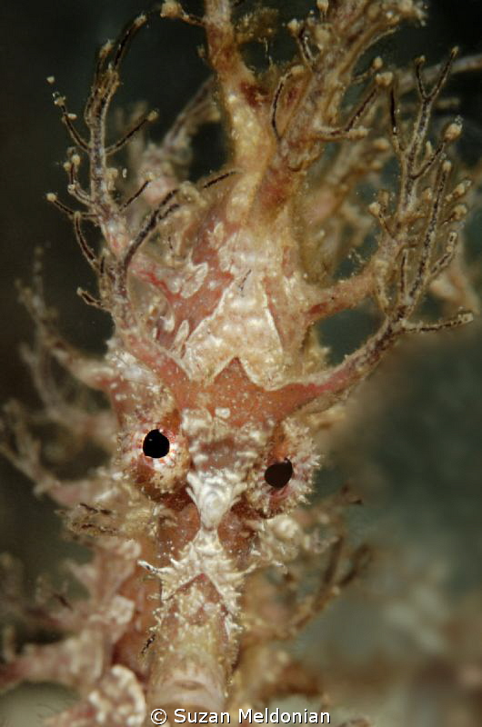 A Frilled seahorse who discovered his own reflection in t... by Suzan Meldonian 