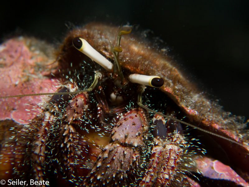 Hermit crab by Beate Seiler 