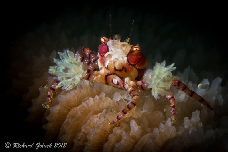 Boxer Crab-Lembeh-snoot by Richard Goluch 