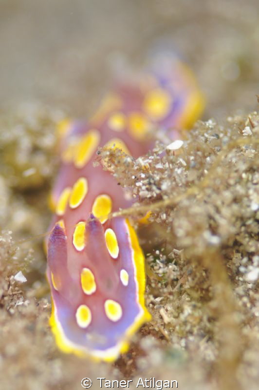 I saw a nudi while I was snorkeling (: by Taner Atilgan 