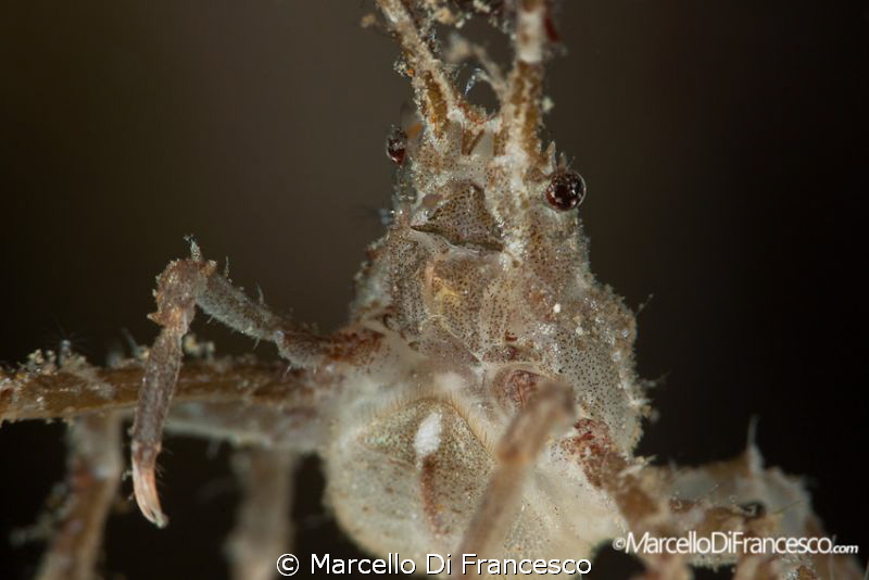 Crab Portrait
canon 100mm + sub sea lens (+10) by Marcello Di Francesco 