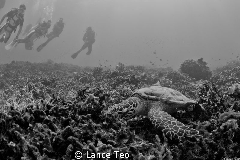 Turtle watching - B/w by Lance Teo 